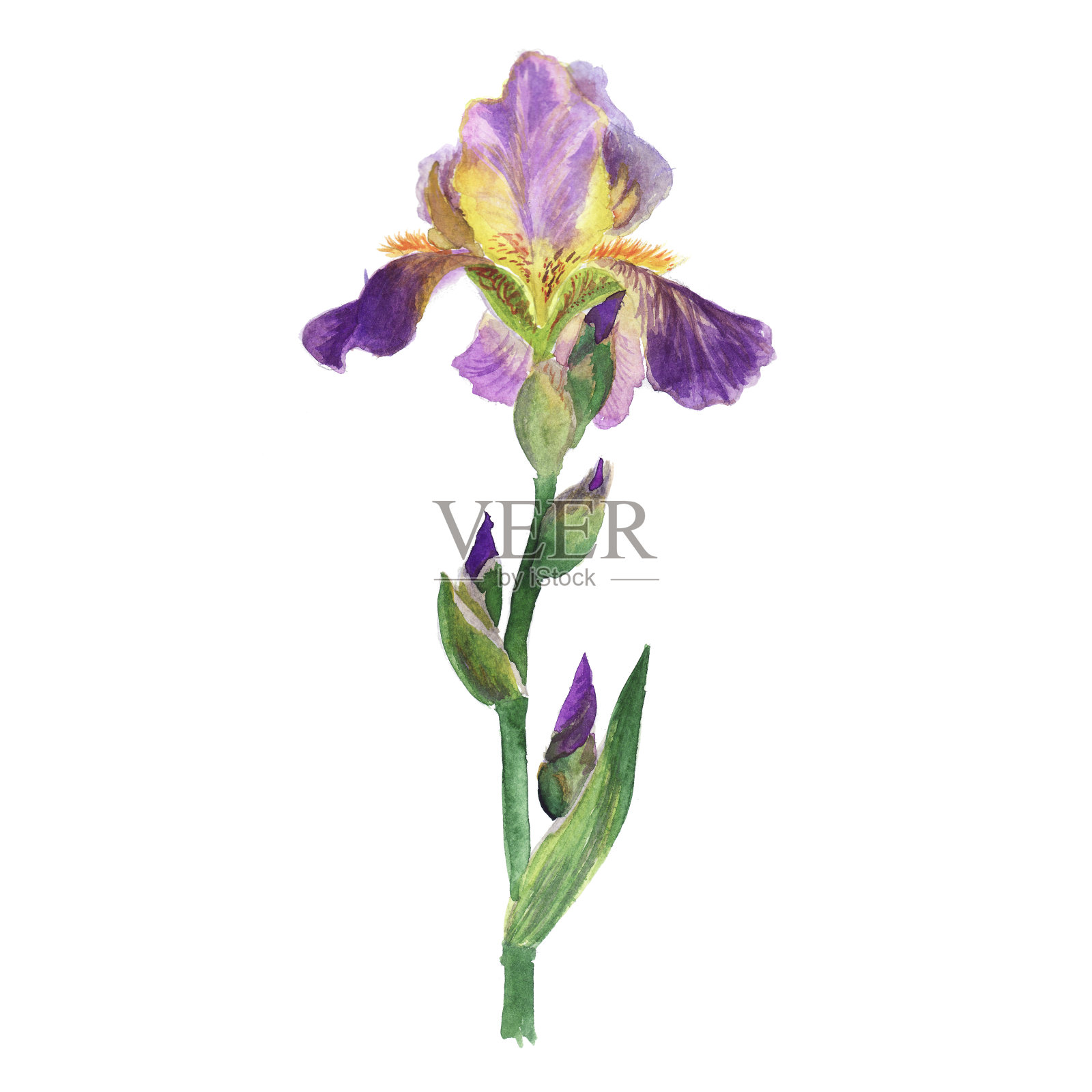 水彩植物素描中有黄色条纹的淡紫色大鸢尾插画图片素材