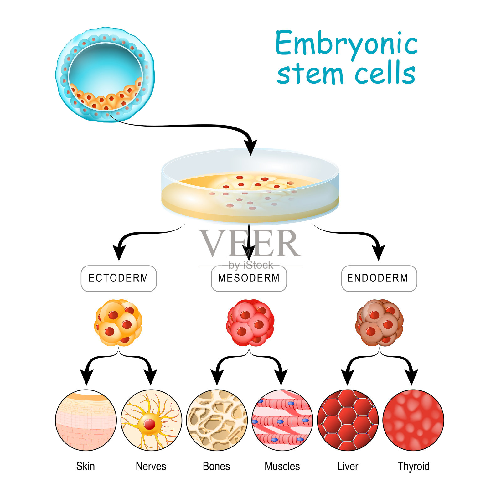 细胞的能力。从全能细胞到多能细胞、多能细胞和单能细胞。内胚层、中胚层和外胚层。插画图片素材