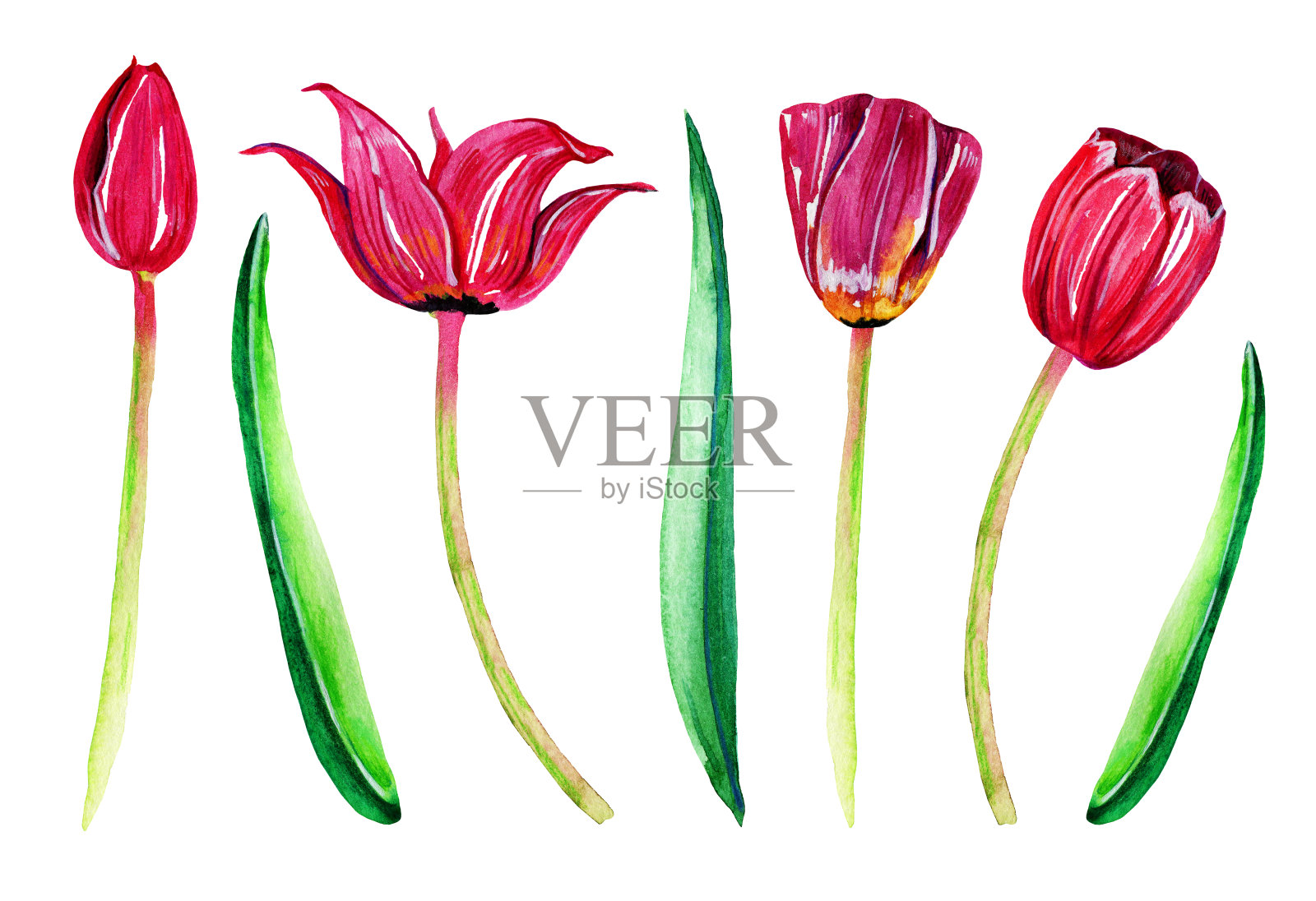 一组不同的红色郁金香。手绘水彩插图设计元素图片