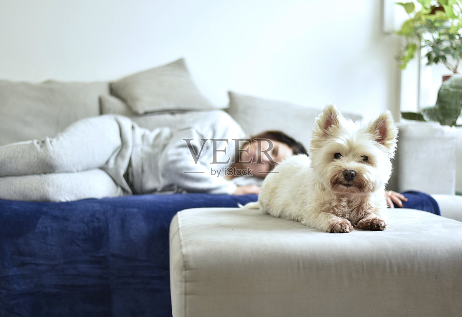 小女孩和一只白色的小猎犬躺在沙发上照片摄影图片