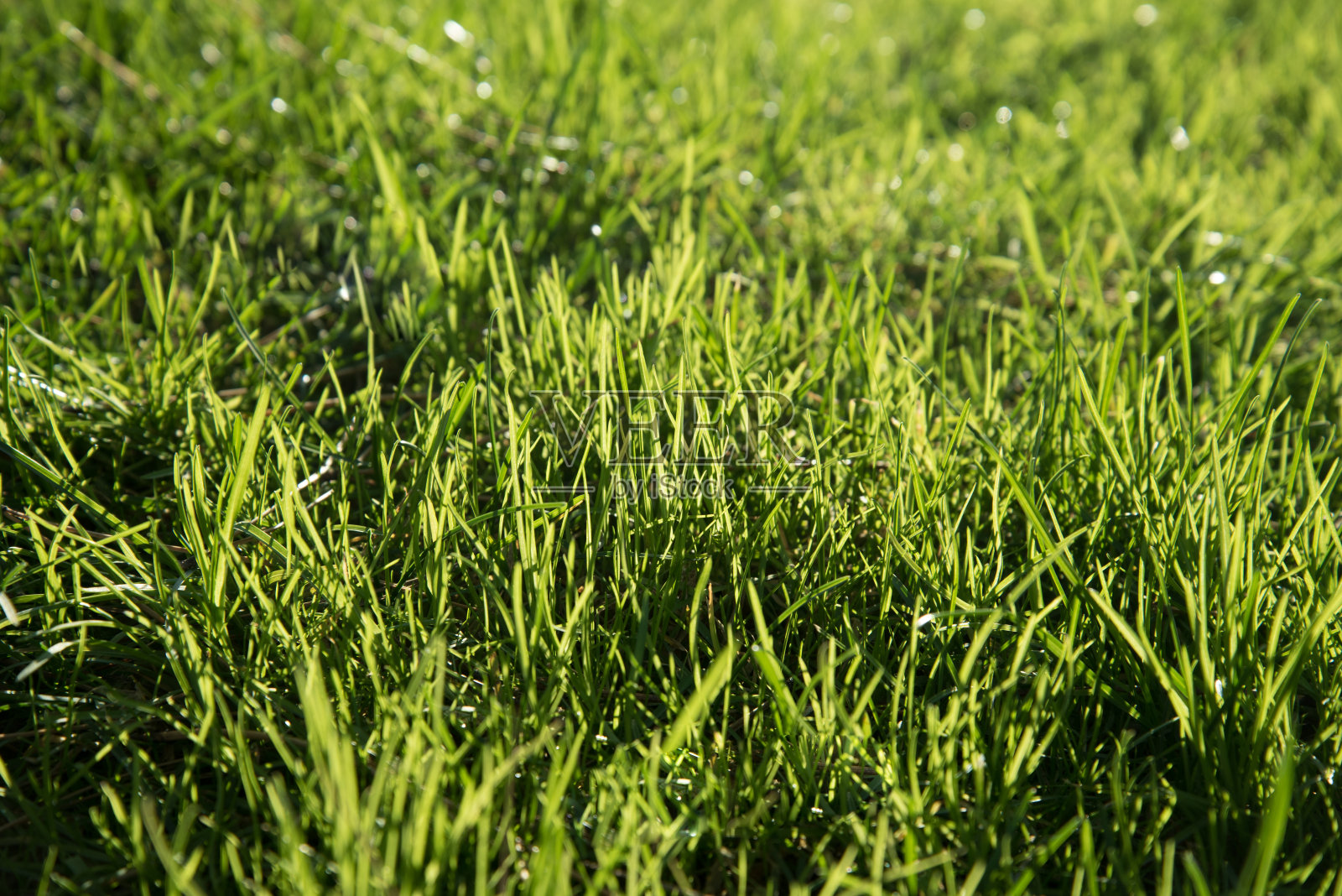 鲜绿多汁的草。关闭了。绿草的背景。草的质地。新鲜的草。照片摄影图片