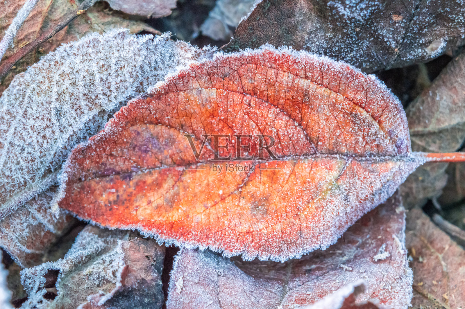 在寒冷的秋天早晨，一片明亮的橙色/红色叶子飘落在地上，边缘上结着霜照片摄影图片
