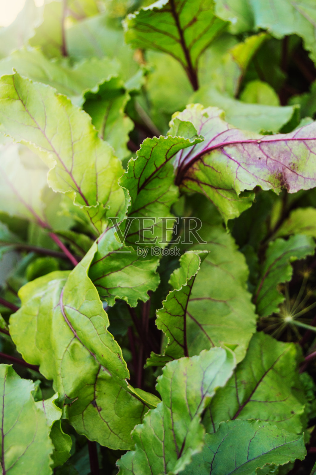 有机绿色红色的年轻甜菜叶特写在一个蔬菜床上，甜菜蔬菜芽植物生长在一个阳光明媚的夏天的土壤背景上照片摄影图片