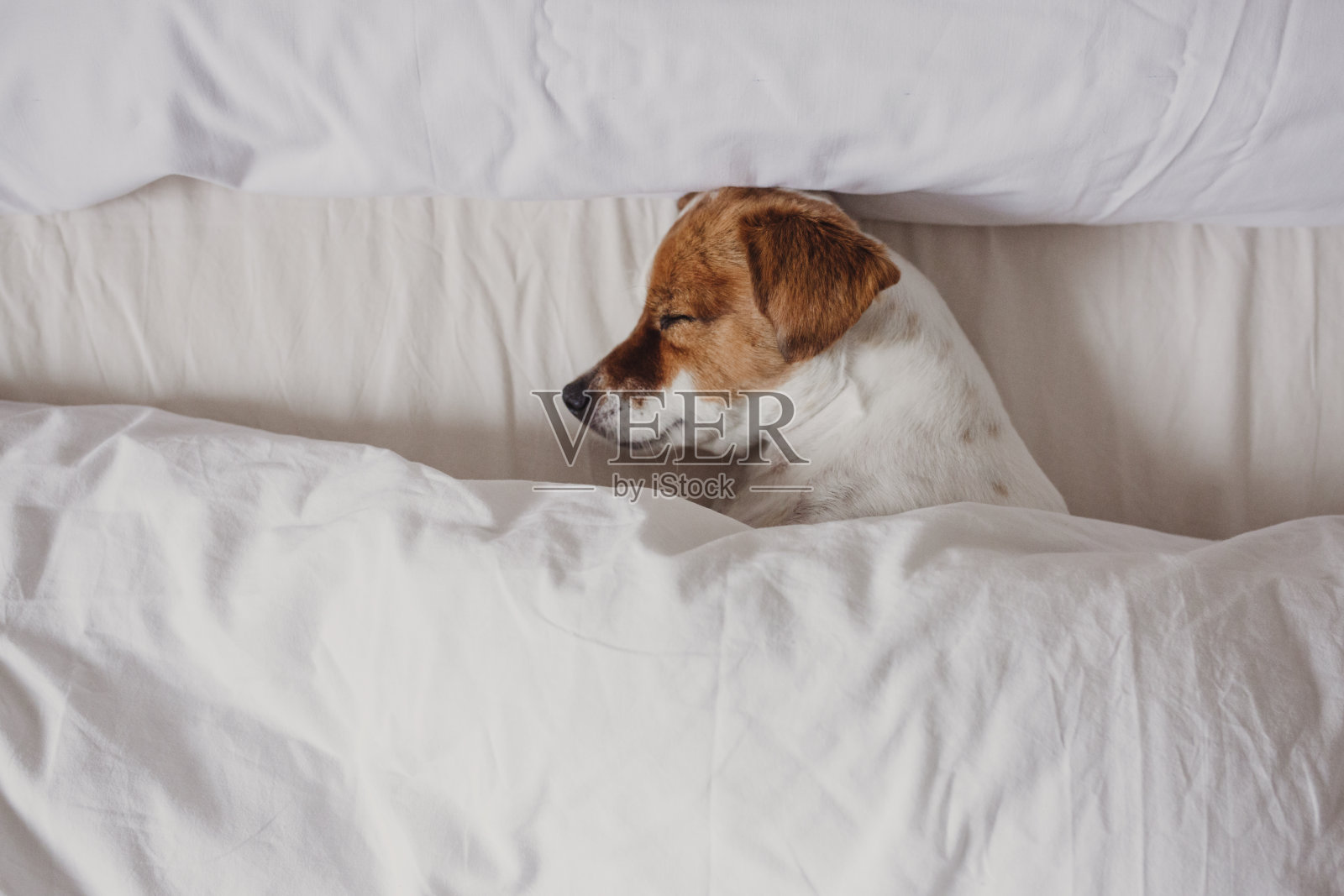 可爱娇嫩的白色和棕色的杰克罗素睡在一张白色的被窝里。冬季和放松的概念照片摄影图片