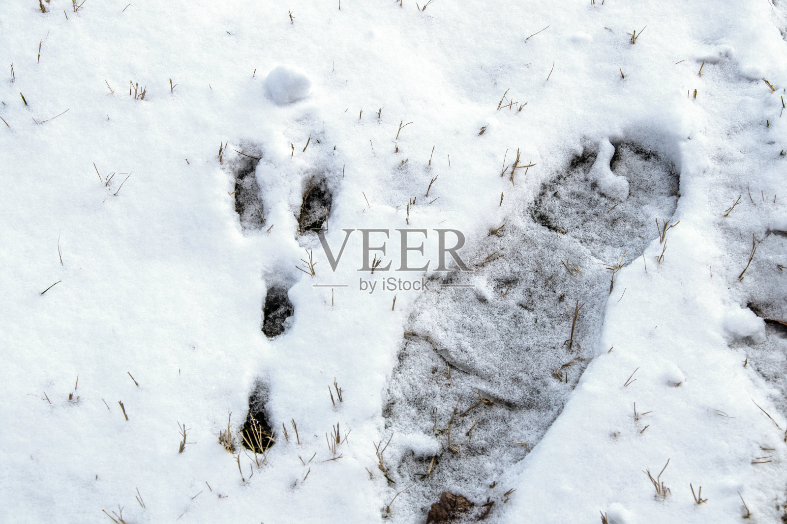 鞋子的脚印右边的兔子印在雪-特写从上到下的观点照片摄影图片