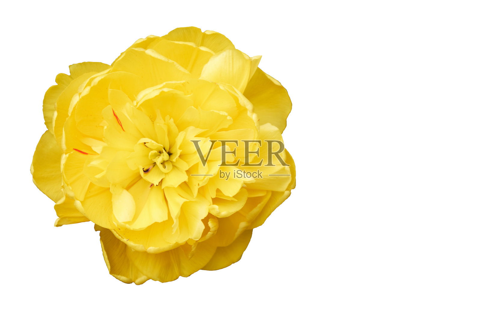 一个黄色花瓣的郁金香的特写镜头。孤立。白色背景。照片摄影图片