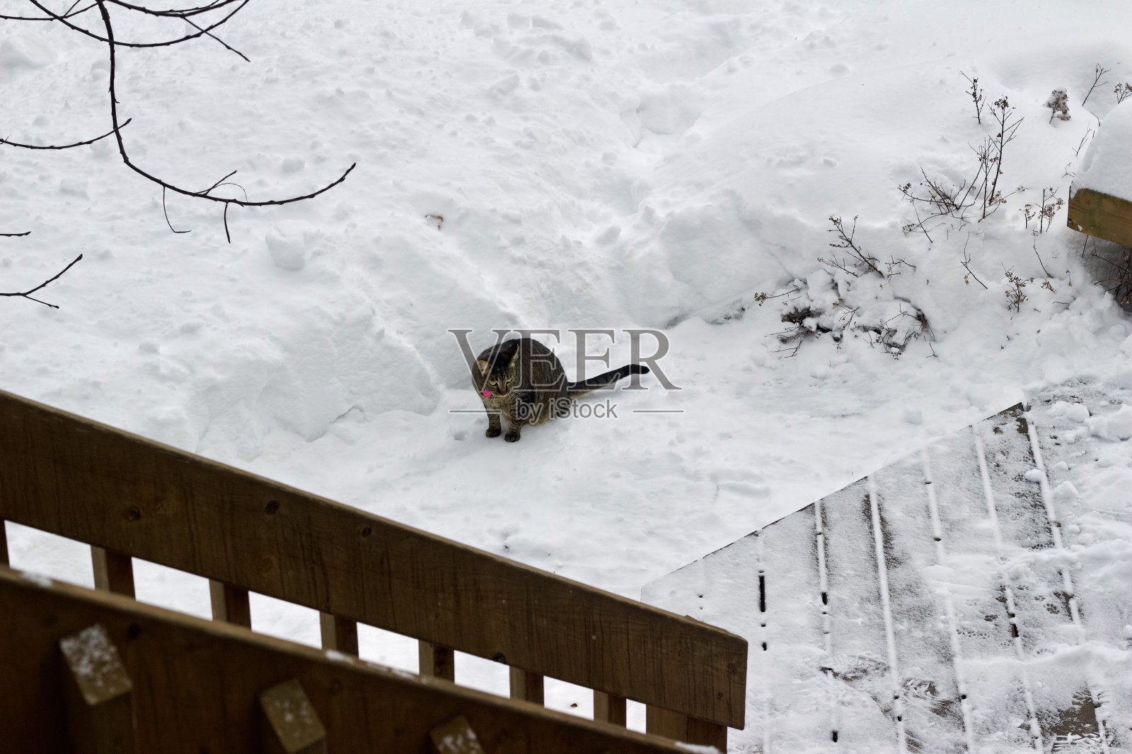 家养的灰虎斑猫在冬天探索一个被雪盖住的后院照片摄影图片
