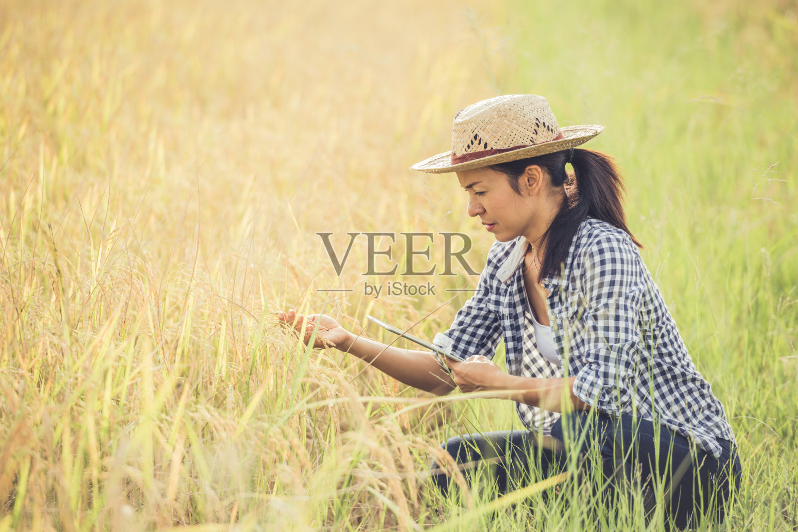 农夫坐在稻田里拿着药片。照片摄影图片