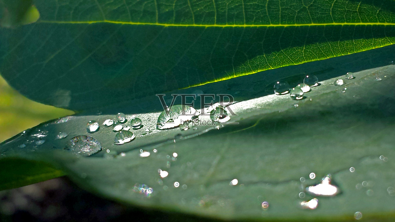 绿色的叶子和水滴靠近照片摄影图片