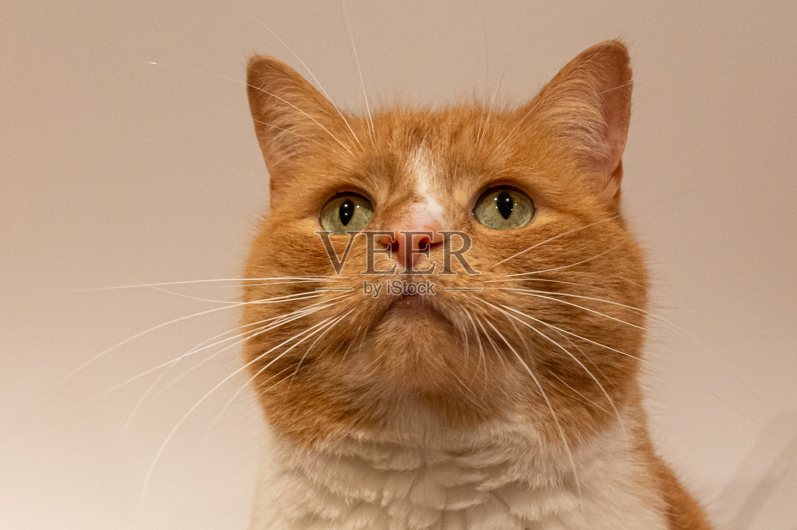 家姜猫的肖像照片摄影图片