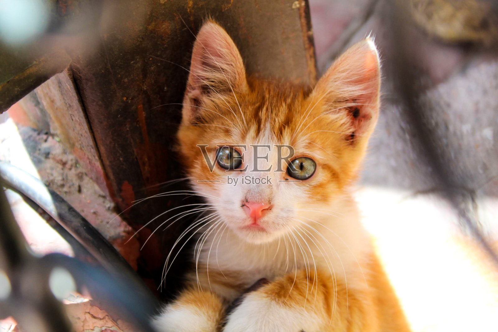 马拉喀什主要广场上可爱的小猫照片摄影图片
