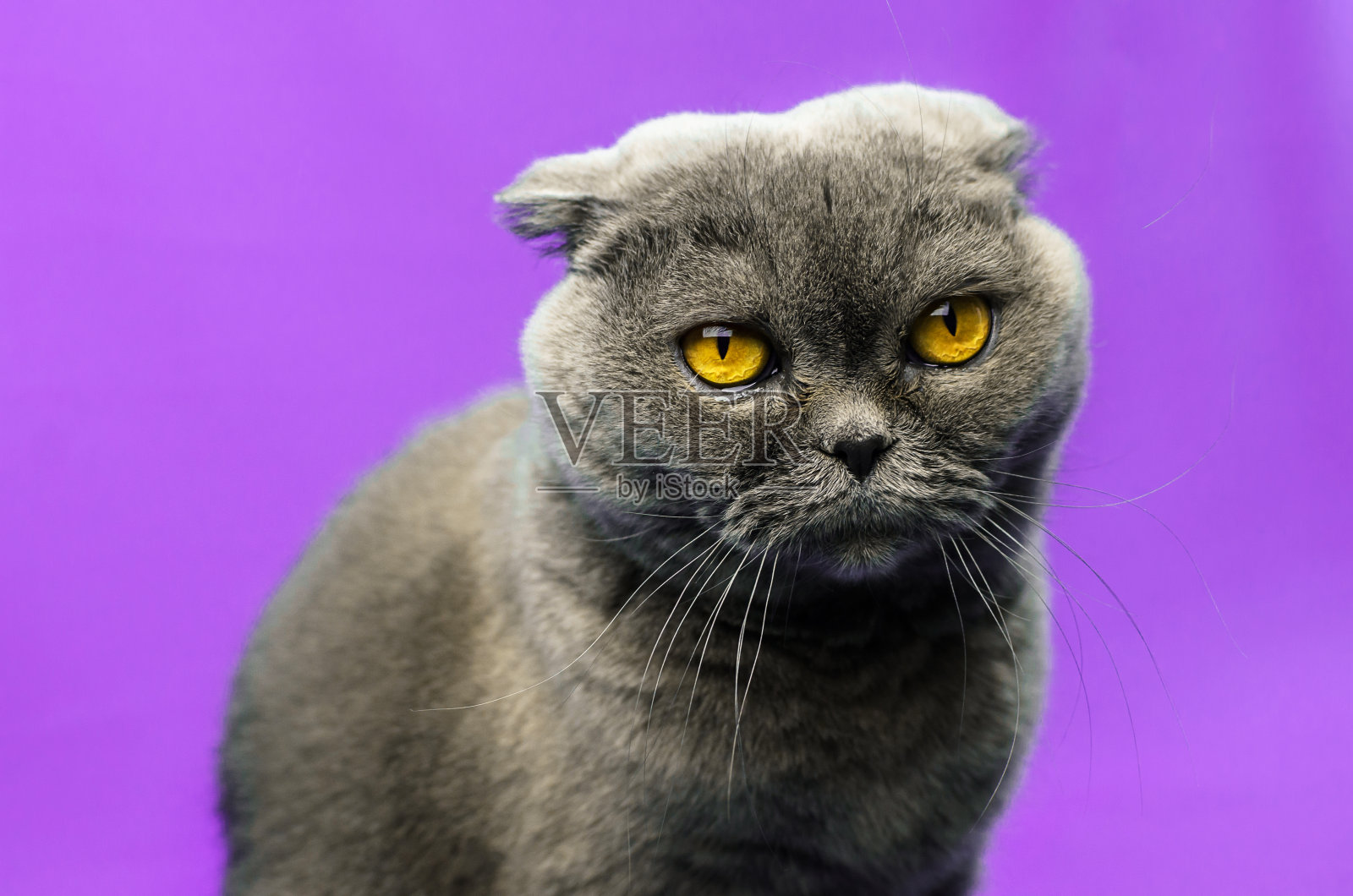 不高兴的苏格兰折叠猫孤立的紫色背景，大眼睛，肖像，复制空间照片摄影图片