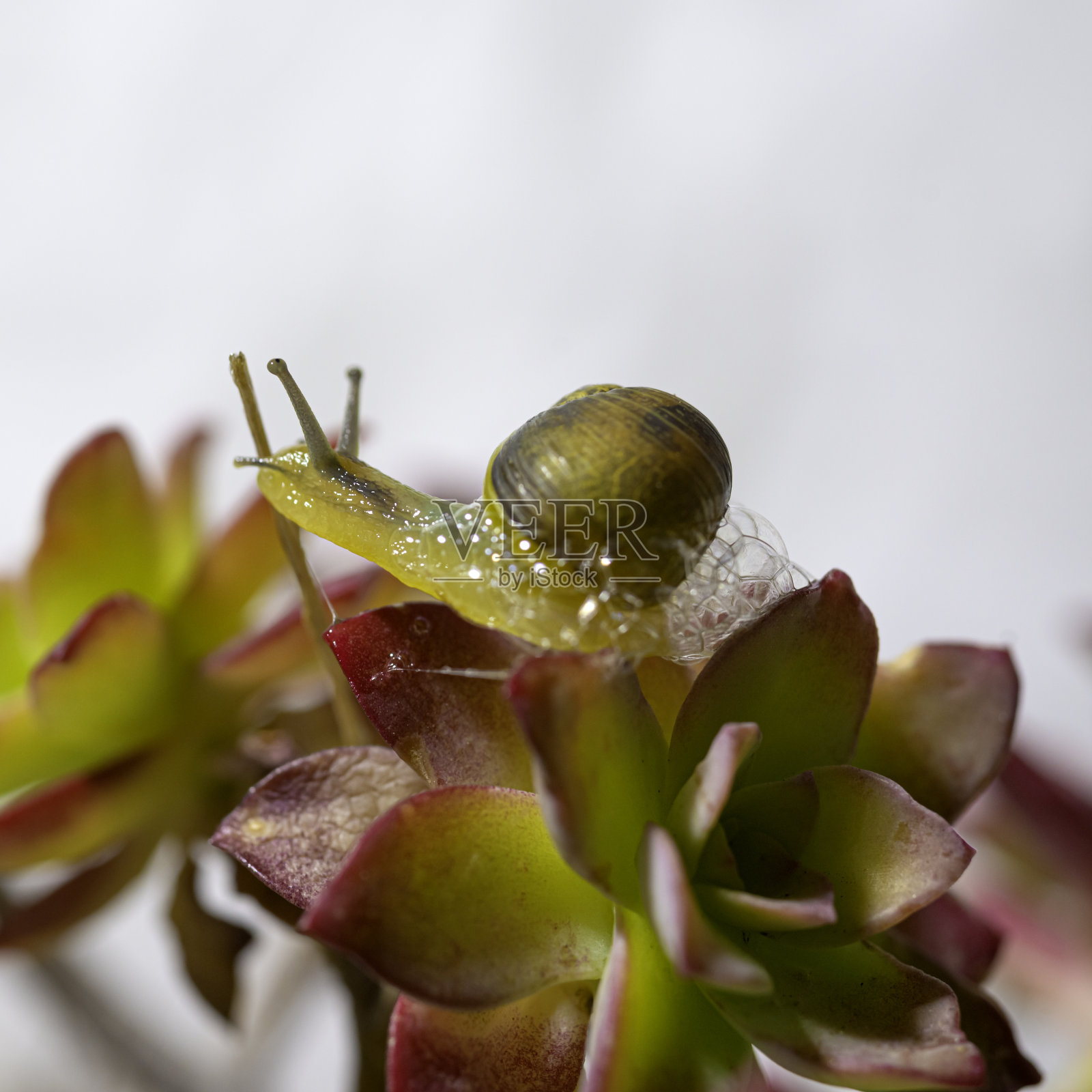 蜗牛在壳里爬行在绿色茂盛的黄花植物的绿叶上，近景，微距拍摄照片摄影图片