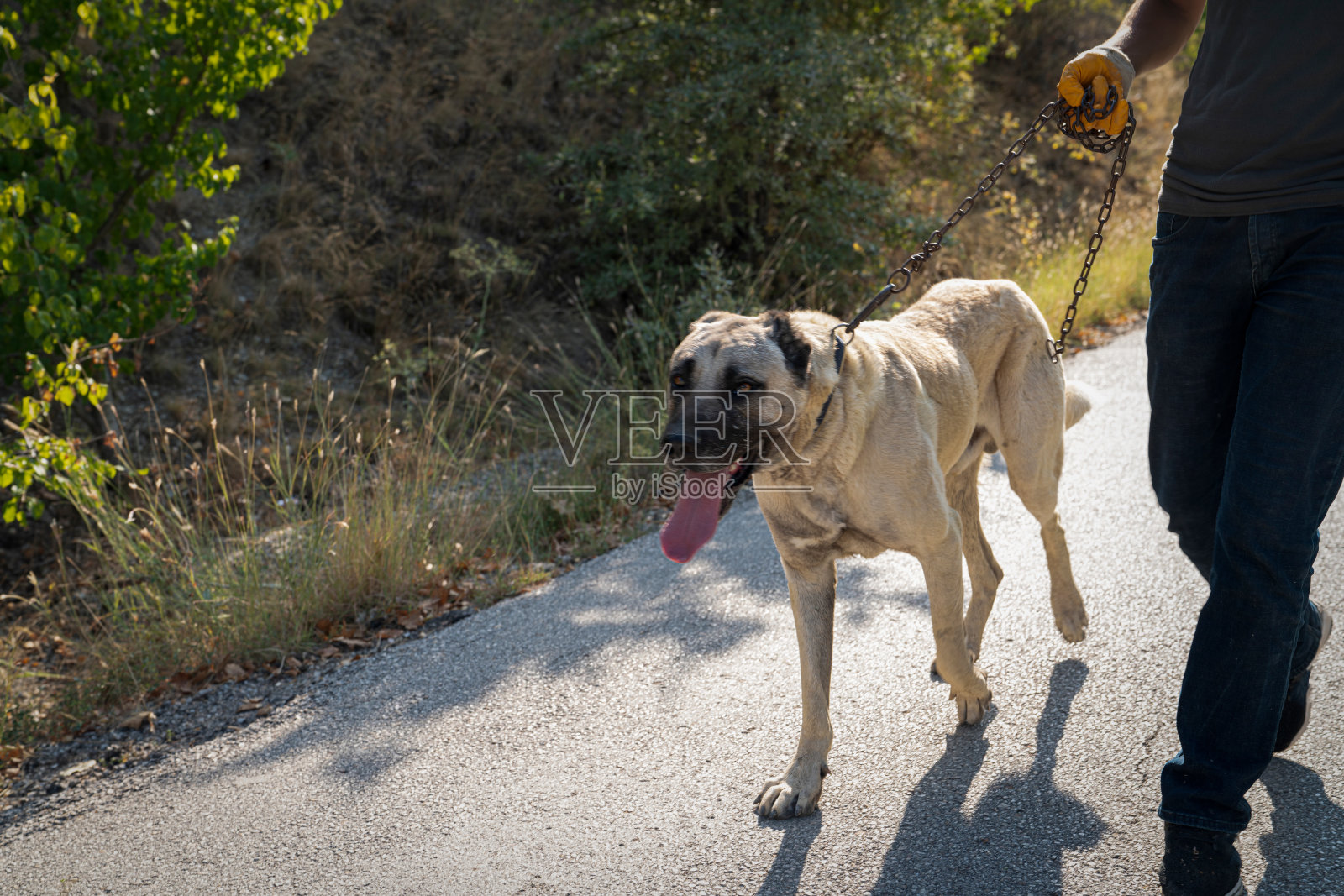 人与安纳托利亚牧羊犬散步(Sivas kangal kopek, kopegi)照片摄影图片