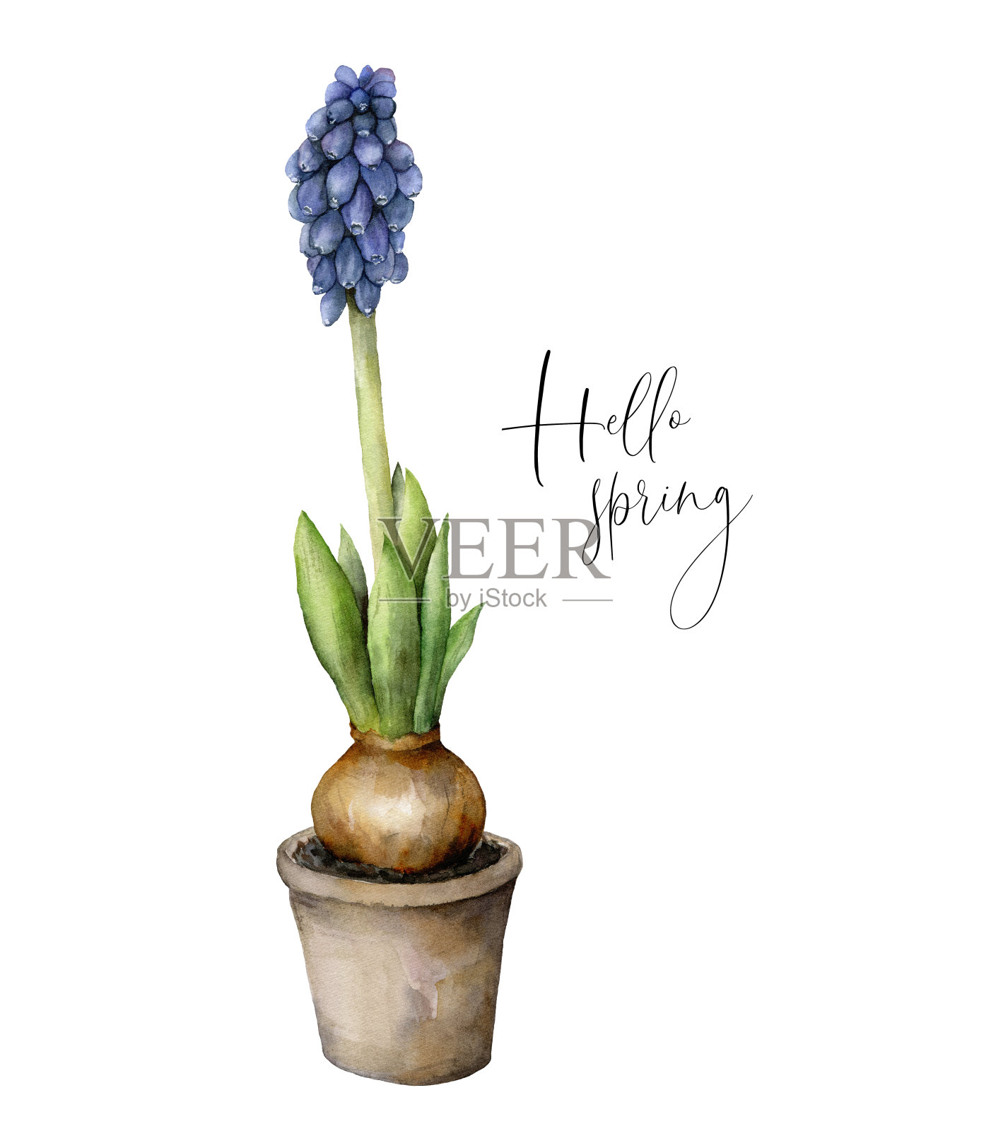 水彩你好春天卡片与蓝色风信子。手绘花盆与蓝色葡萄麝香叶孤立的白色背景。花卉插图设计，印刷。插画图片素材