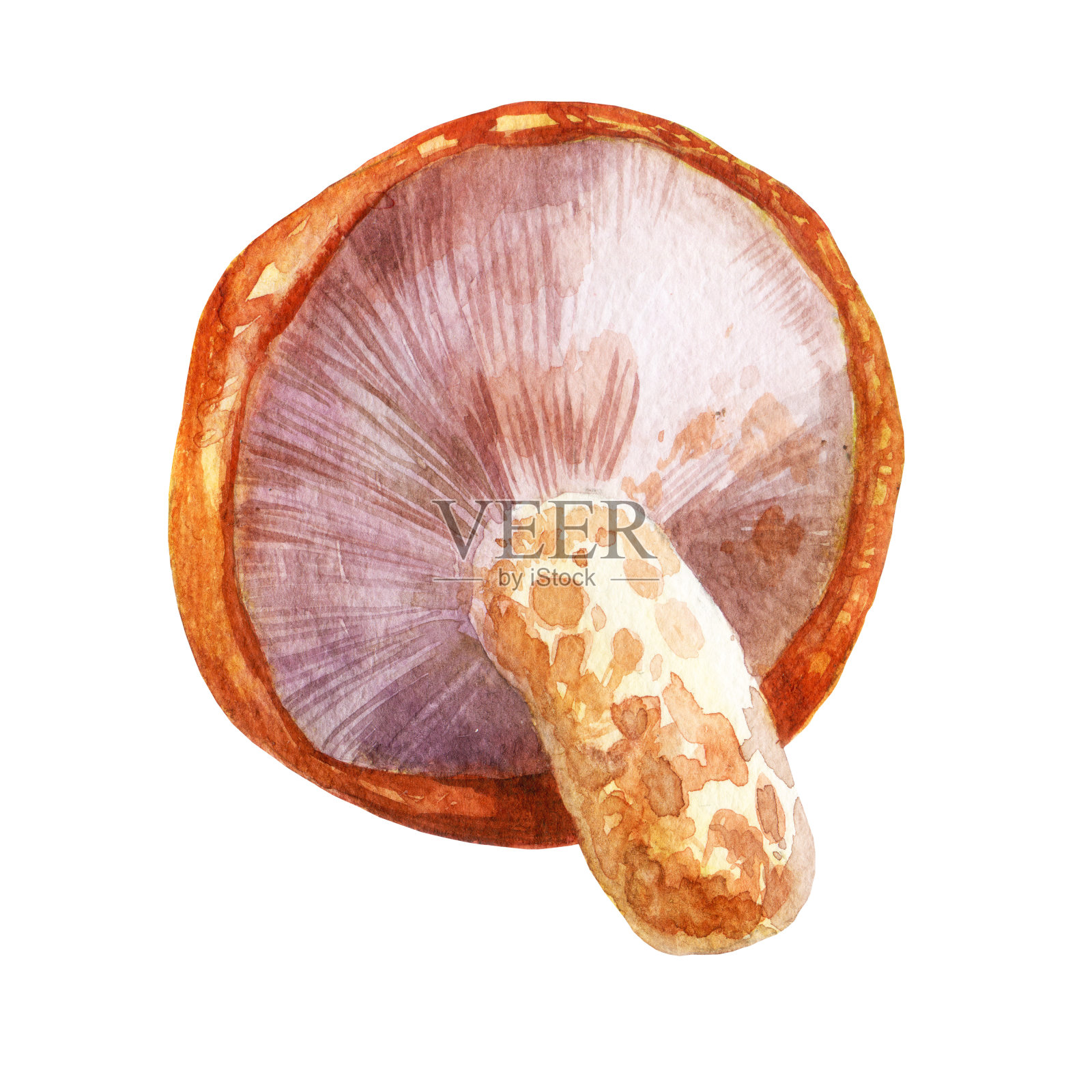 水彩蘑菇插画图片素材