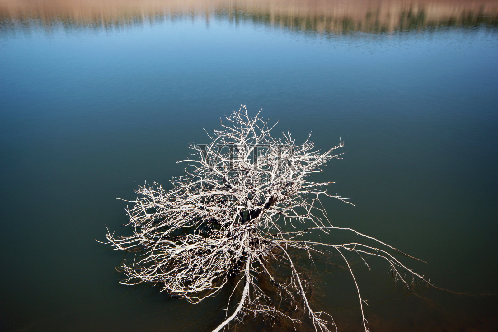 湖边和光秃秃的树。风景照片。照片摄影图片