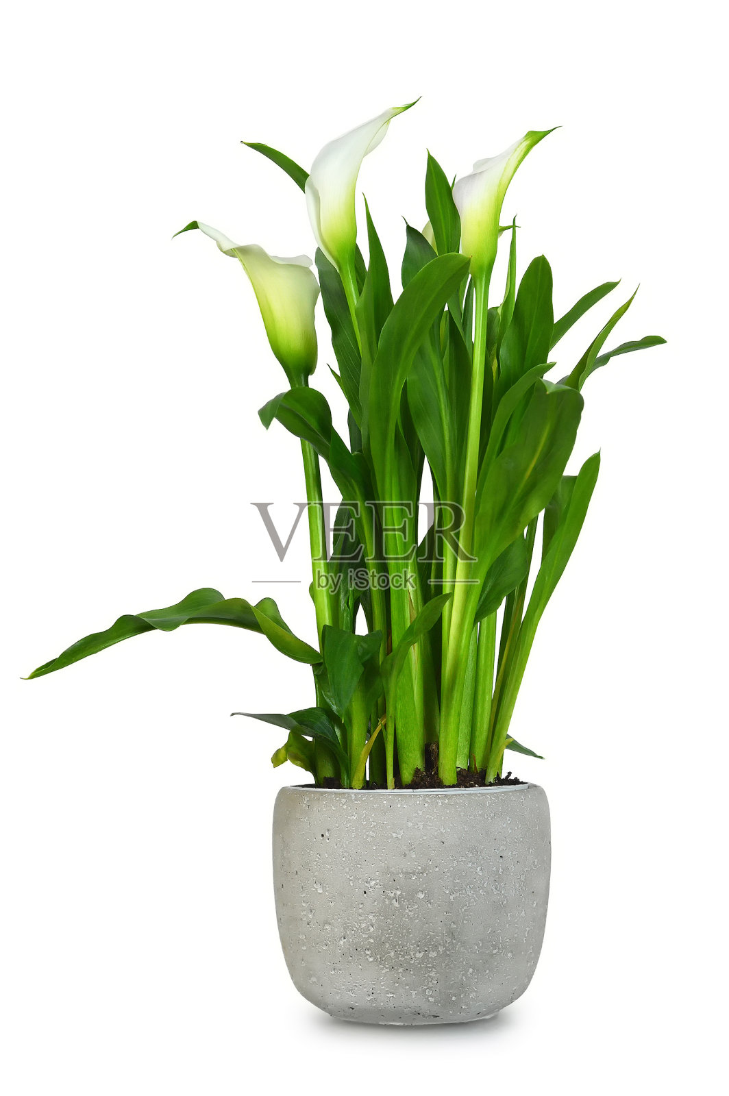在白色背景上孤立的花盆中的白色马蹄莲照片摄影图片