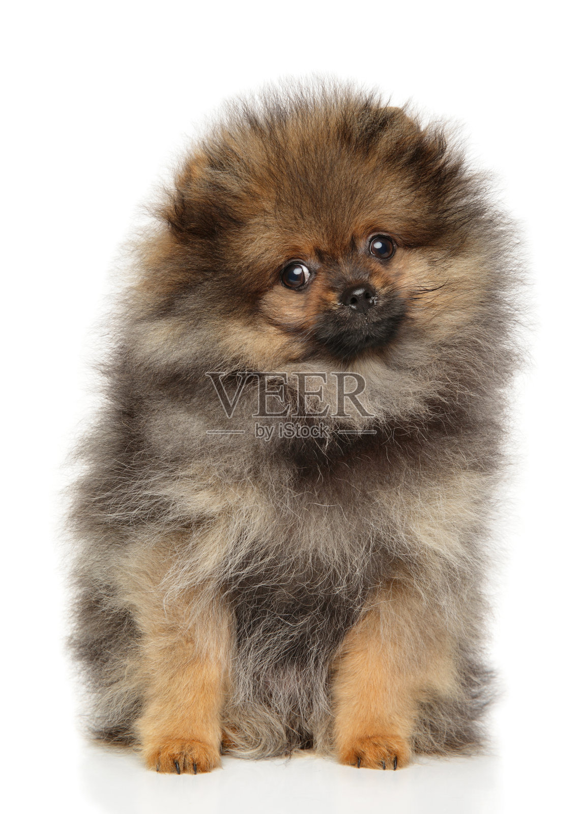 波美拉尼亚的猎犬小狗照片摄影图片
