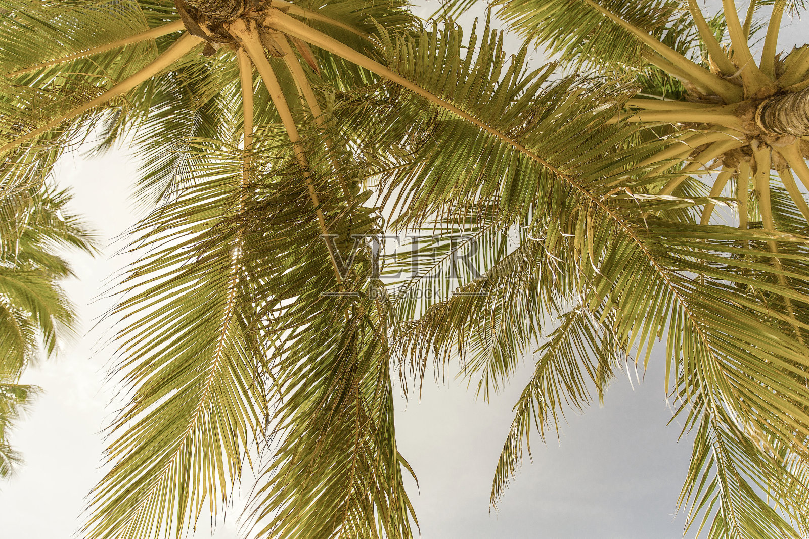 棕榈树照片摄影图片