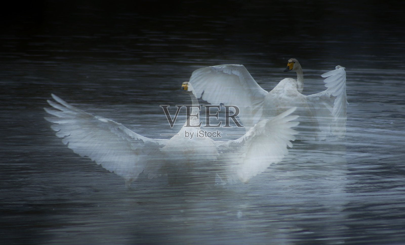 VH519天鹅飞照片摄影图片