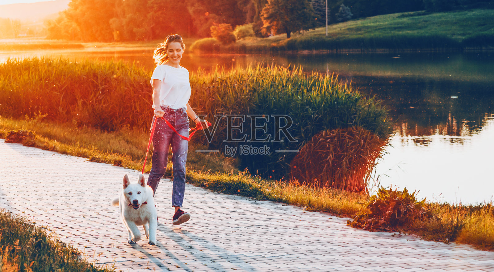 一个夏天的晚上，穿着蓝色牛仔裤的精力充沛的白人女孩和她的白色狗在公园里跑步照片摄影图片