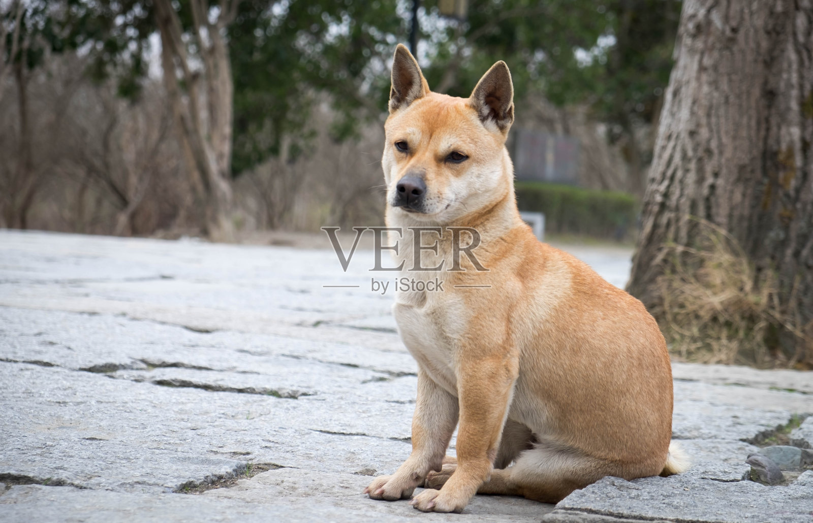 古城千叶犬，这里是宏村，是联合国教科文组织世界遗产之一。照片摄影图片