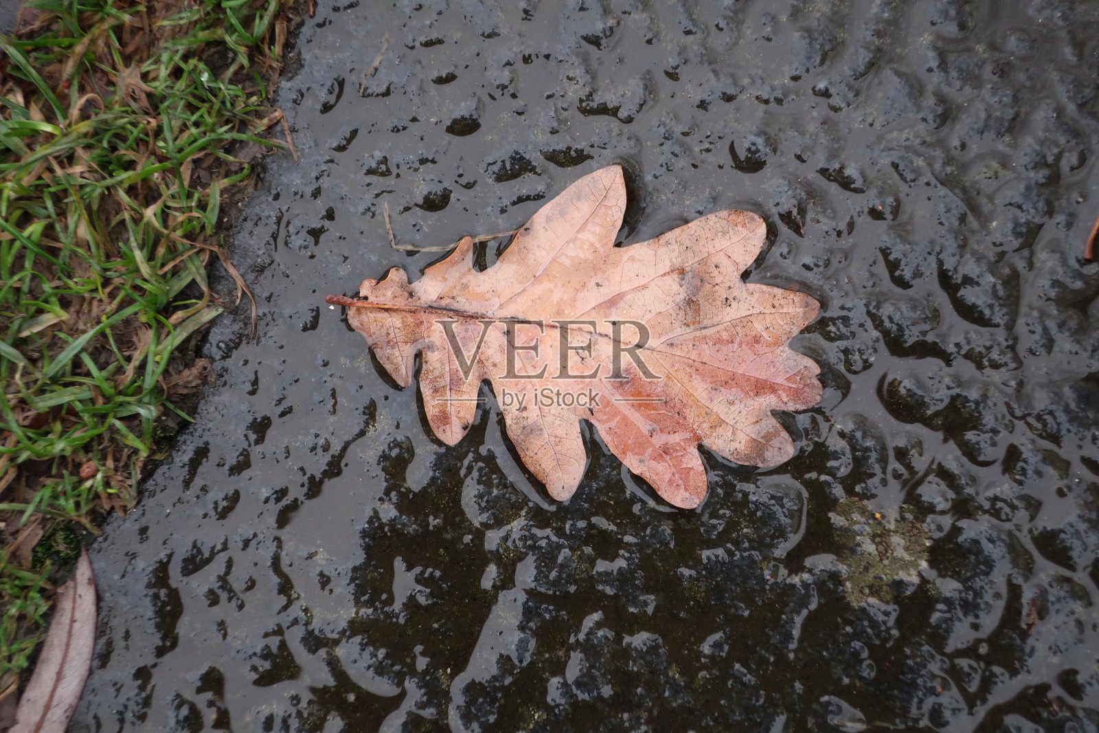 汉堡的雨中的叶子照片摄影图片