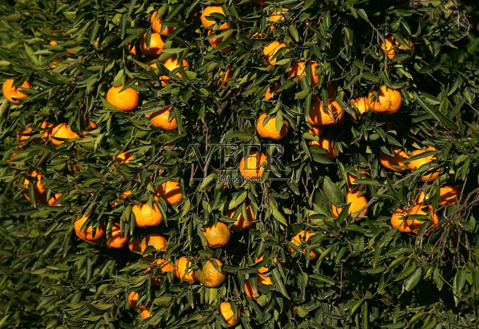 成熟的橘子挂在树上照片摄影图片