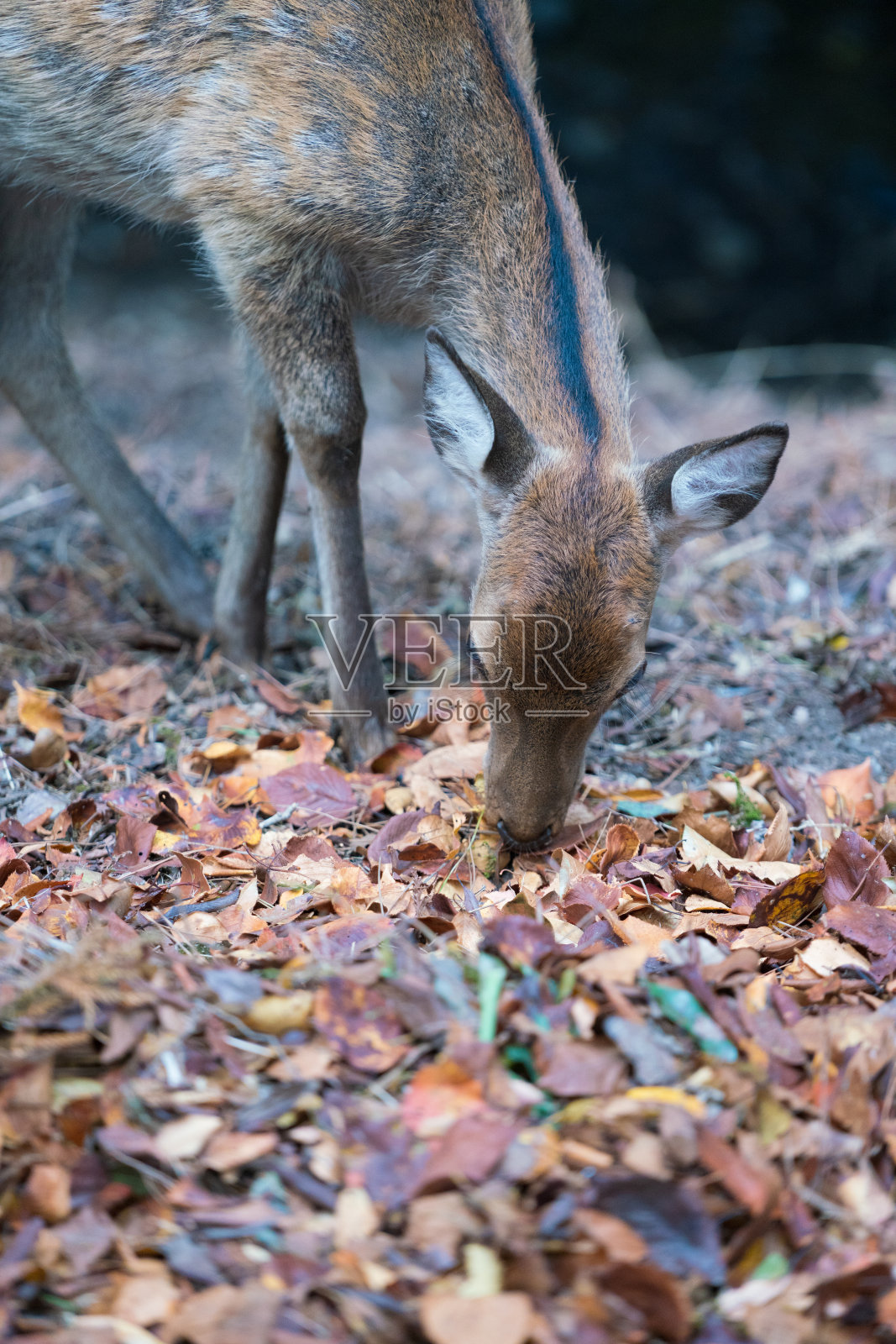 日本奈良公园森林里的鹿照片摄影图片