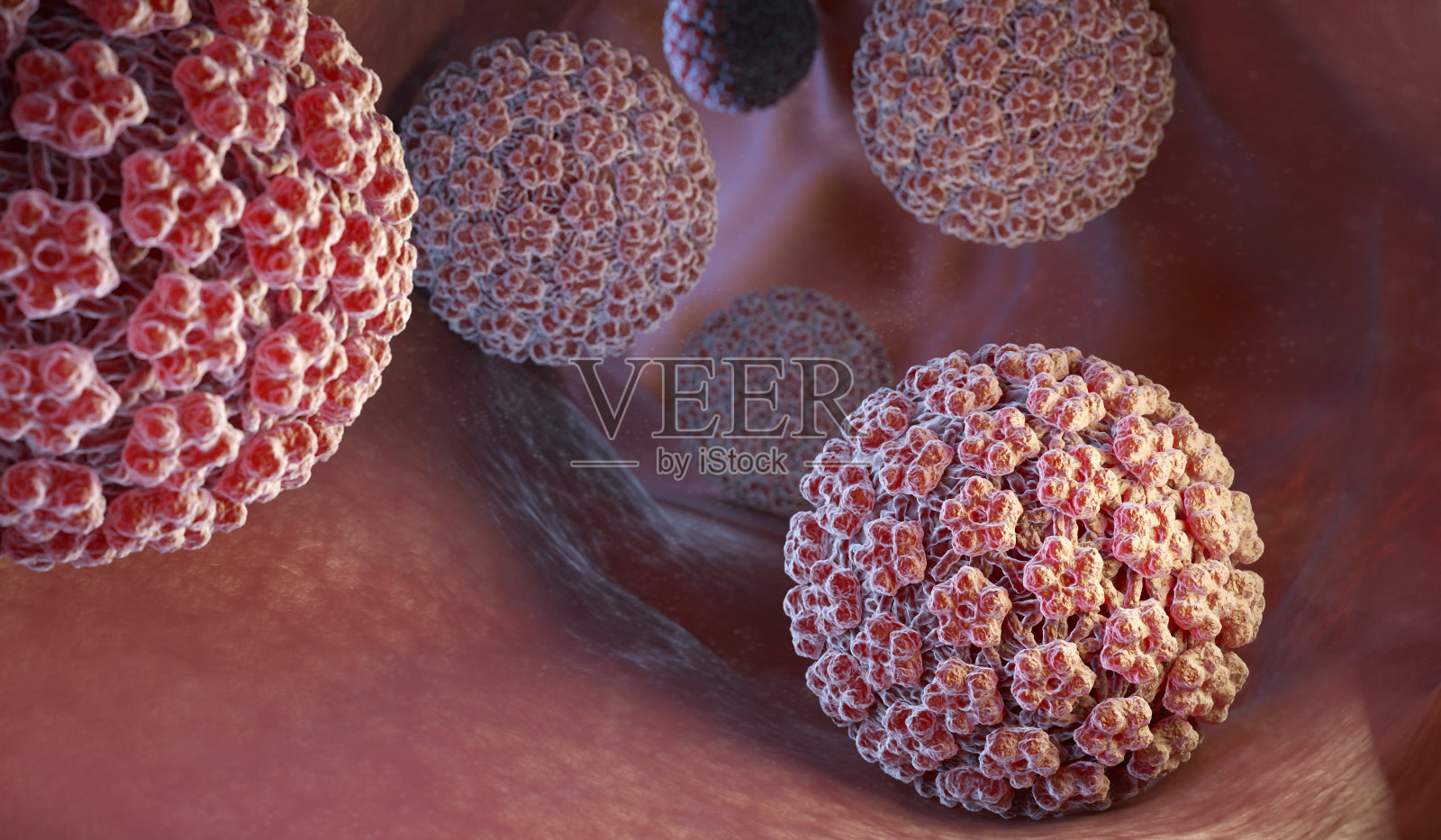 乳头状瘤病毒。人乳头状瘤病毒照片摄影图片