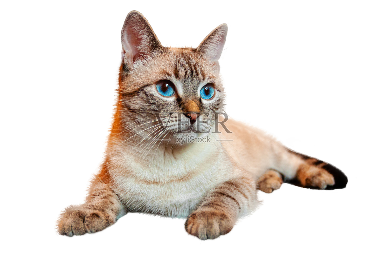 一只米黄色的蓝眼睛的猫躺在地板上。照片摄影图片