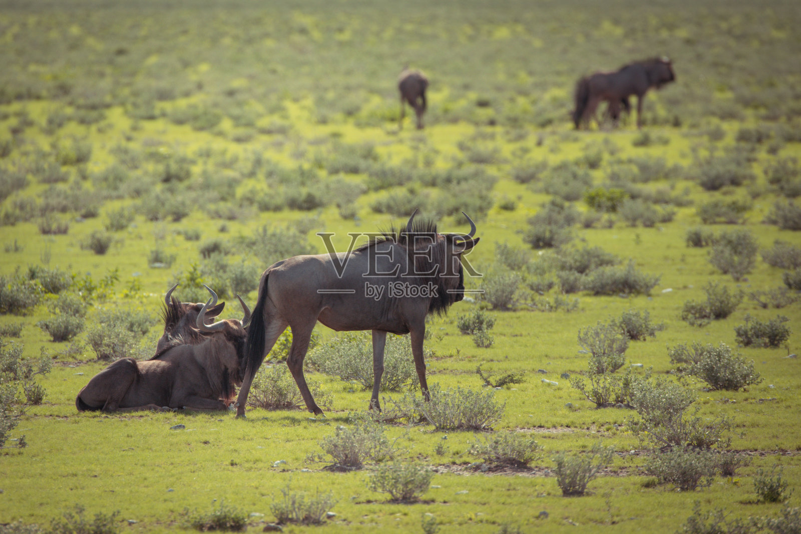 角马在非洲照片摄影图片