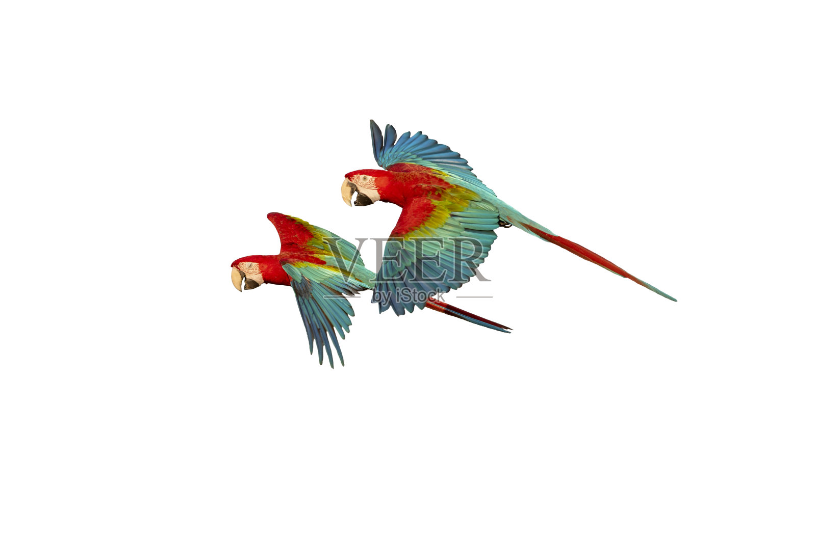 红色和绿色金刚鹦鹉飞行孤立在白色的背景照片摄影图片
