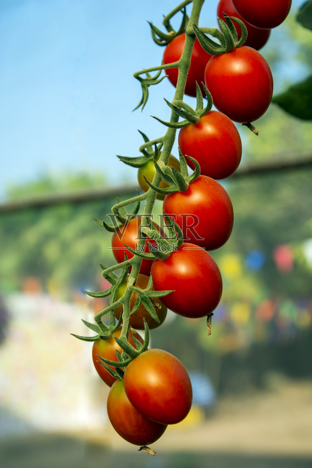 菜园里的番茄，菜园里种着红番茄。照片摄影图片