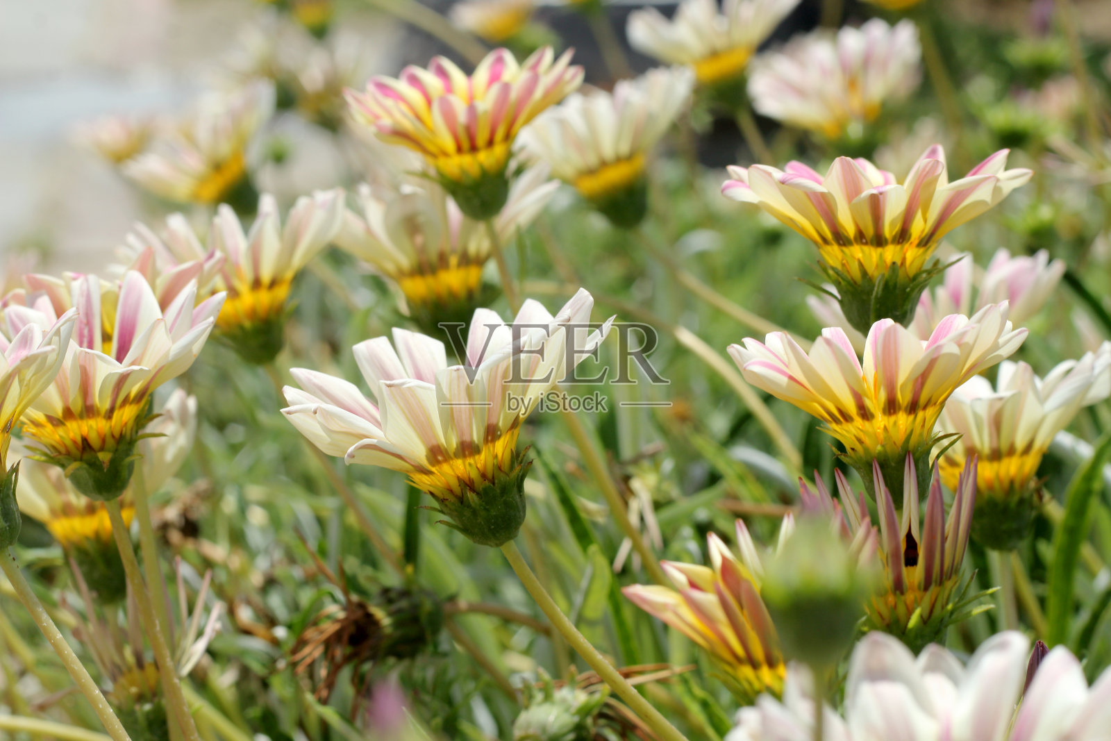 花gazania与白色花瓣。照片摄影图片