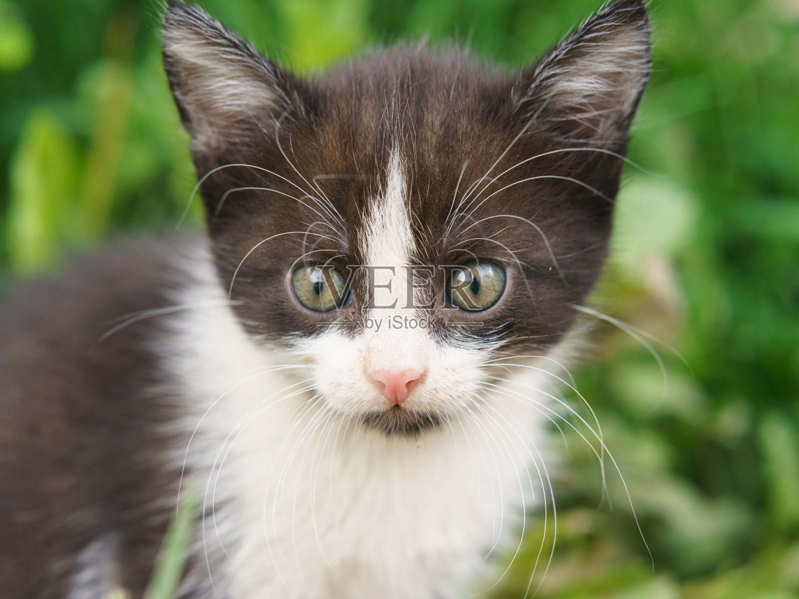 一只黑白相间的小虎斑猫的肖像。照片摄影图片