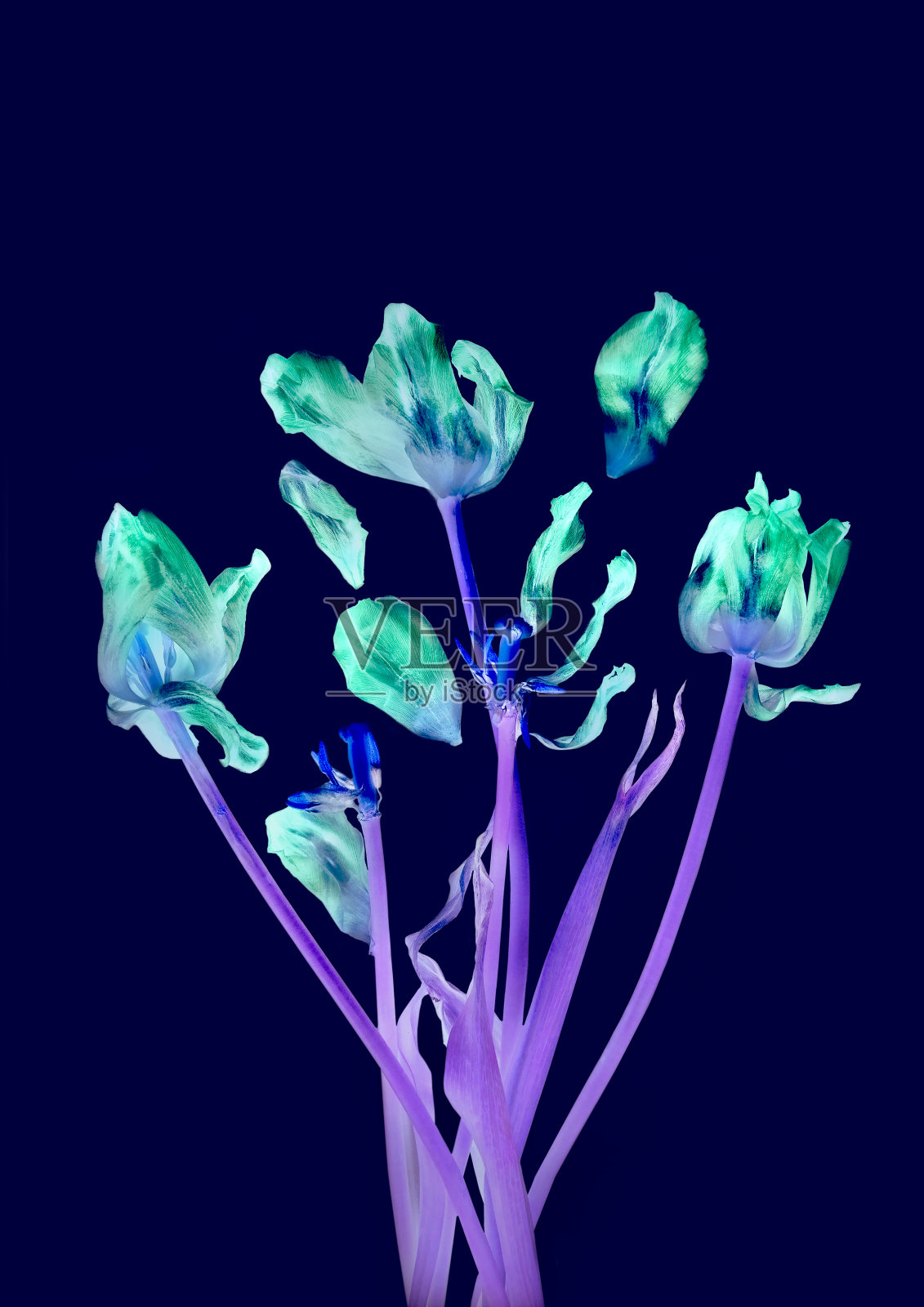 倒装的干花，干燥的郁金香花瓣在一个深，紫色的背景A3海报照片摄影图片