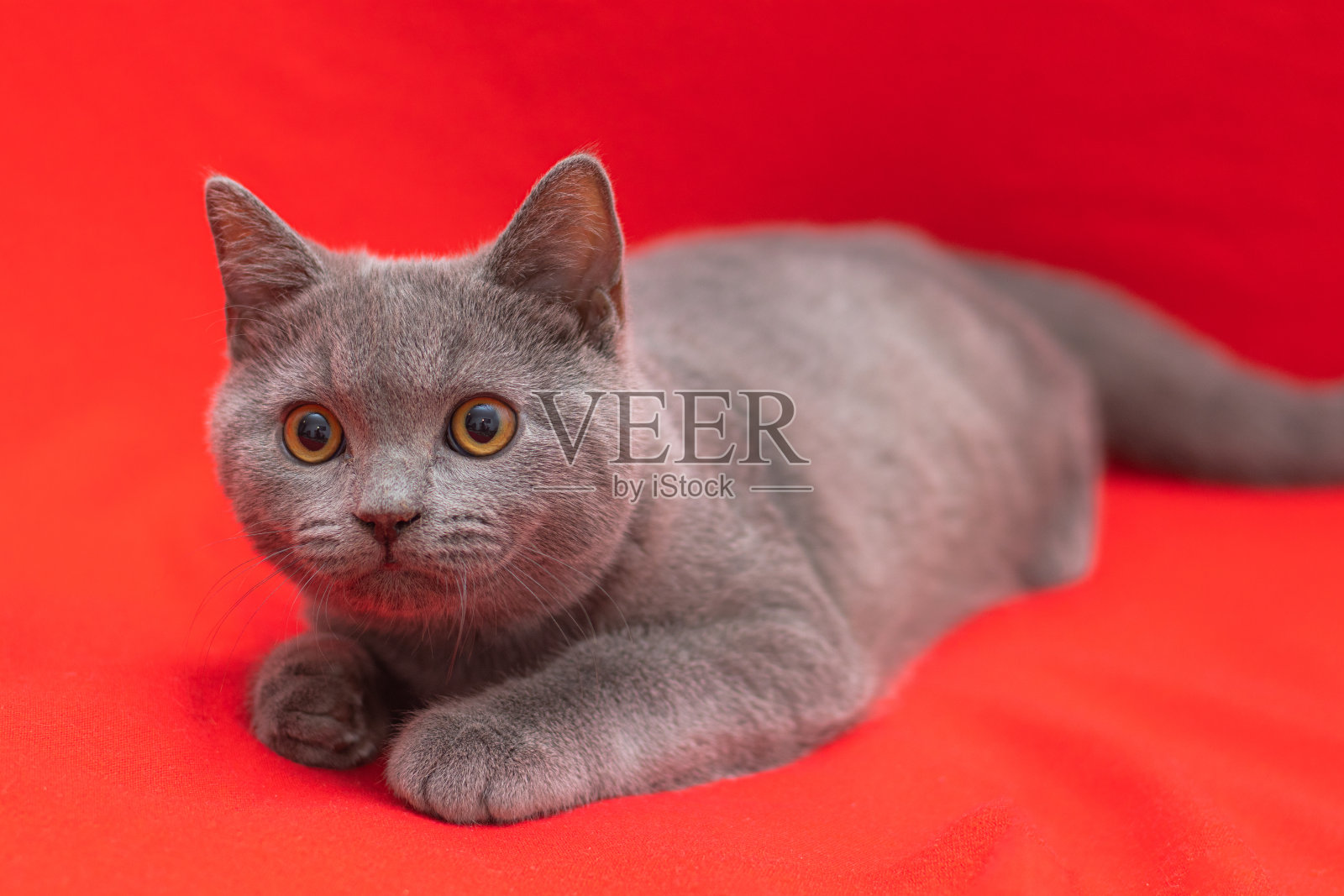 灰色烟熏毛绒绒的英国猫看着相机在一个红色的背景。工作室摄影的概念，关于宠物的文章和广告，并照顾它们。照片摄影图片