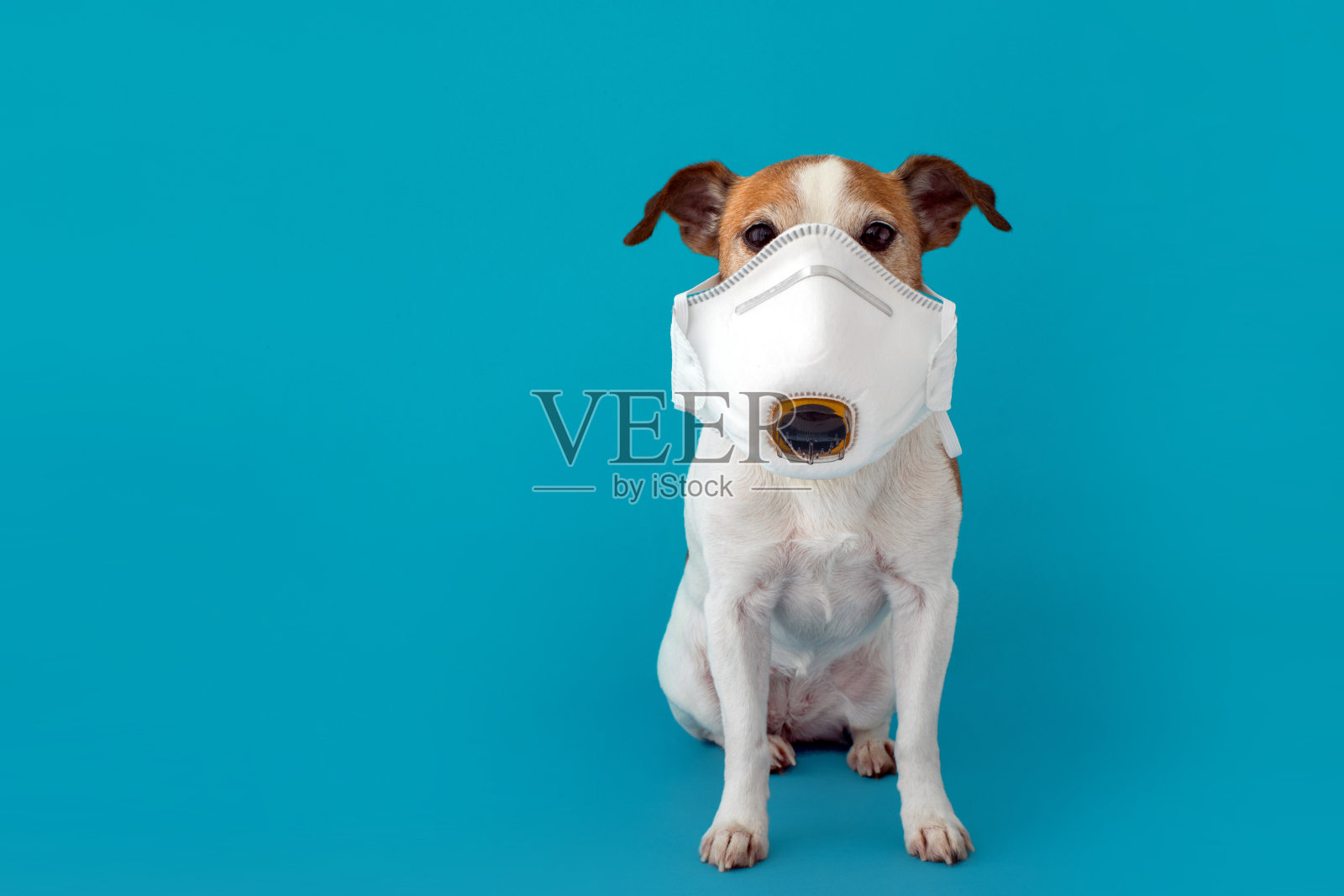 戴医用口罩以保护自己不受感染的狗照片摄影图片