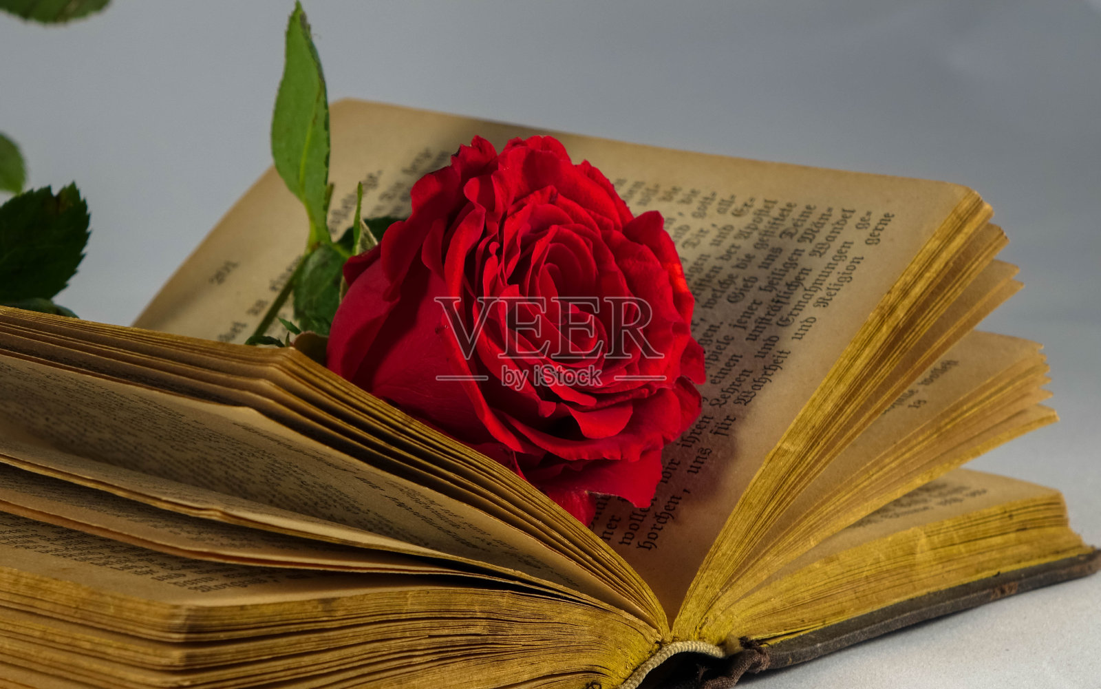 圣经与玫瑰照片摄影图片