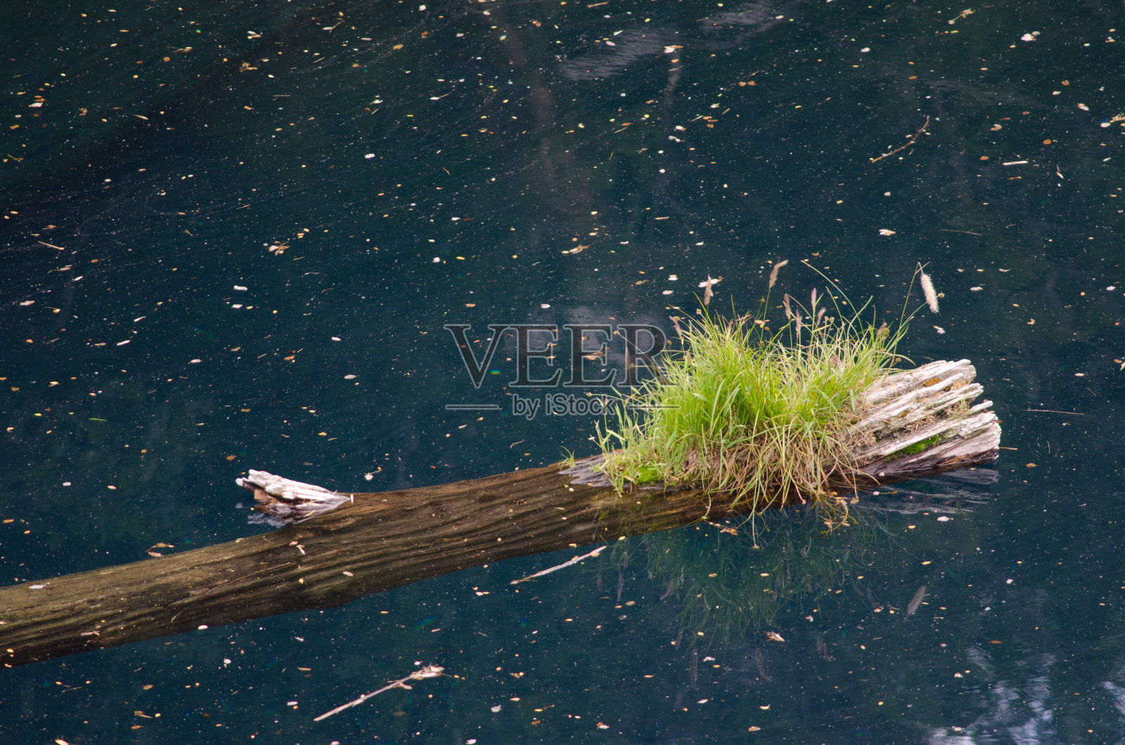 漂浮在阿科艾瑞斯泻湖的枯树树干。照片摄影图片