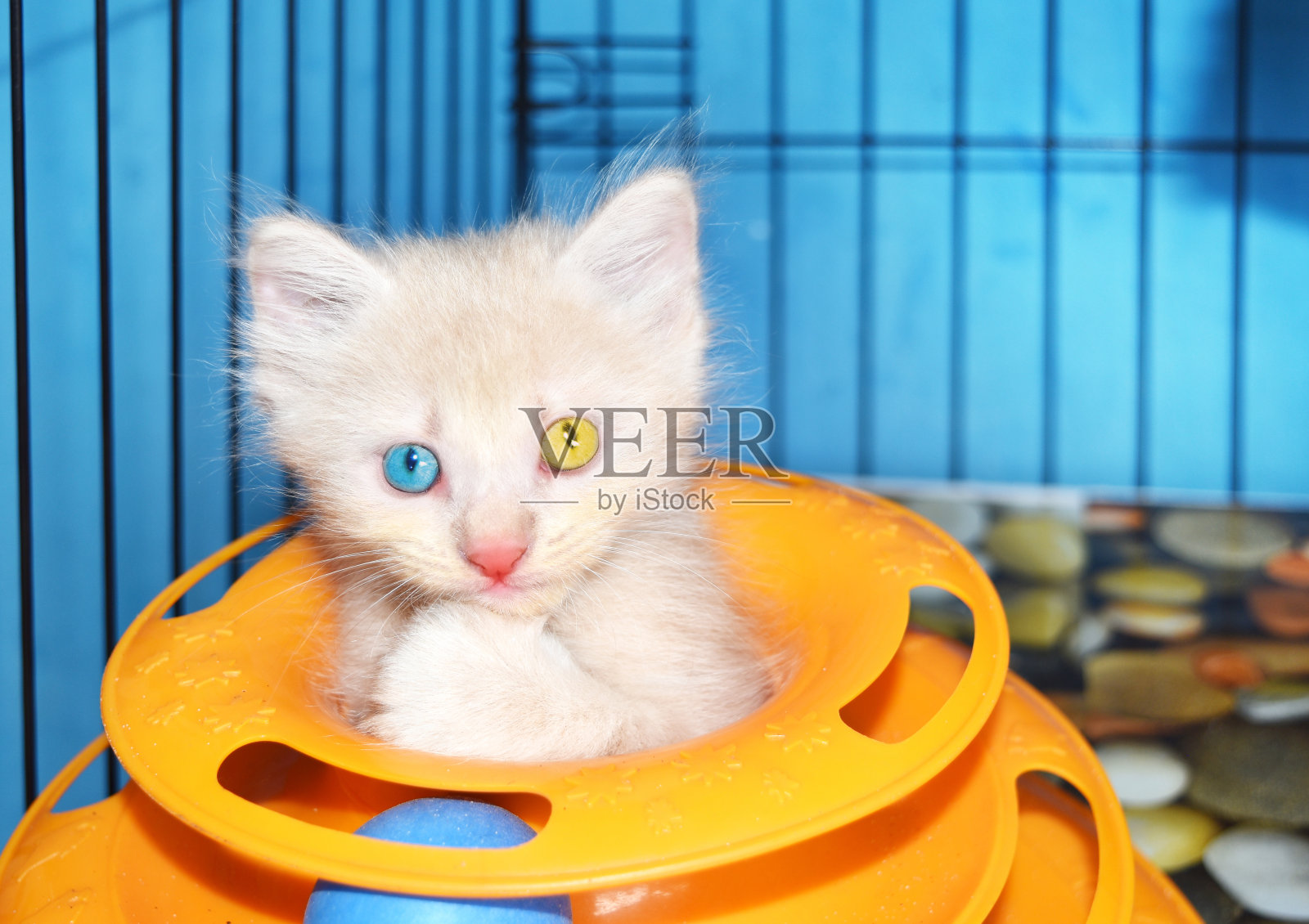 可爱的白色安哥拉小猫与异色眼睛玩猫玩具。照片摄影图片
