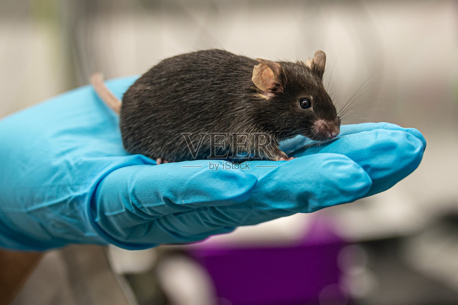 实验室的黑老鼠正坐在一个人手在凉爽的蓝色手套与实验室的背景，细节，特写照片摄影图片