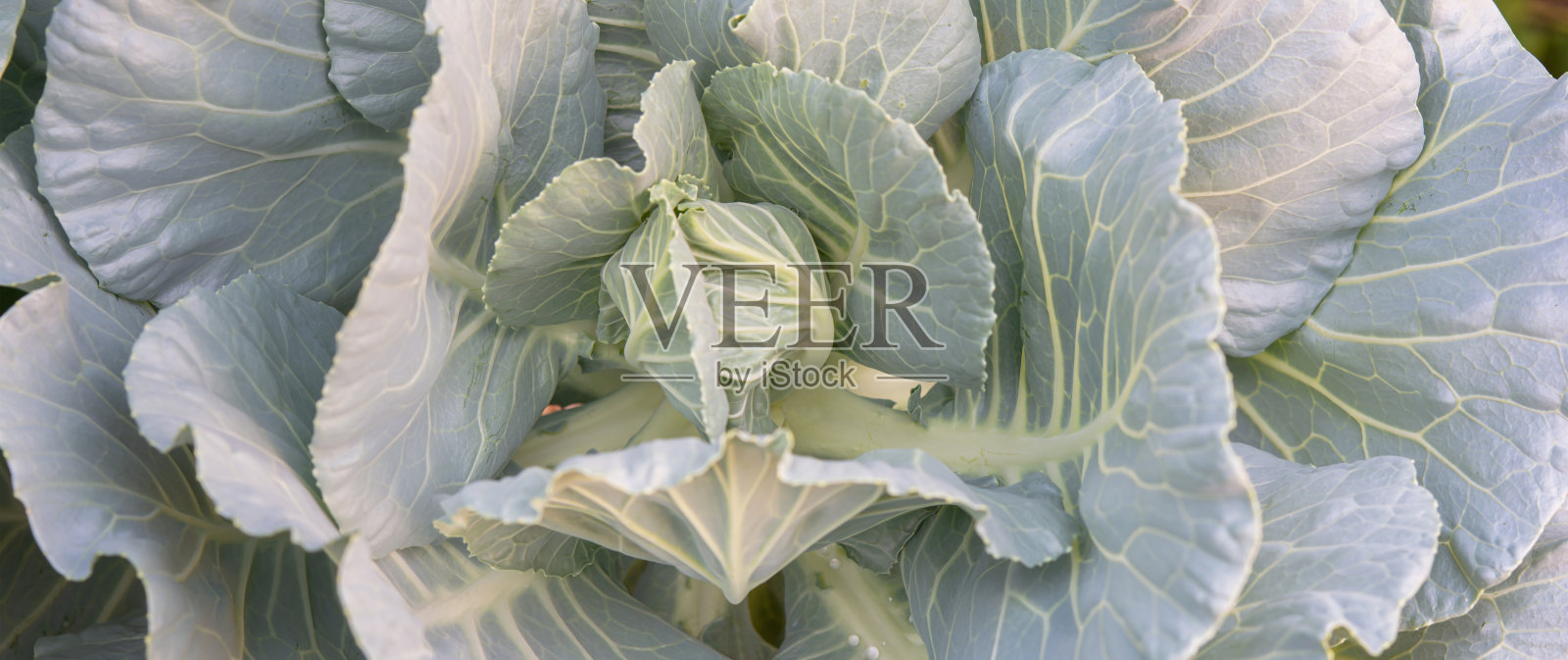 卷心菜，绿色的，灰色的蔬菜照片摄影图片