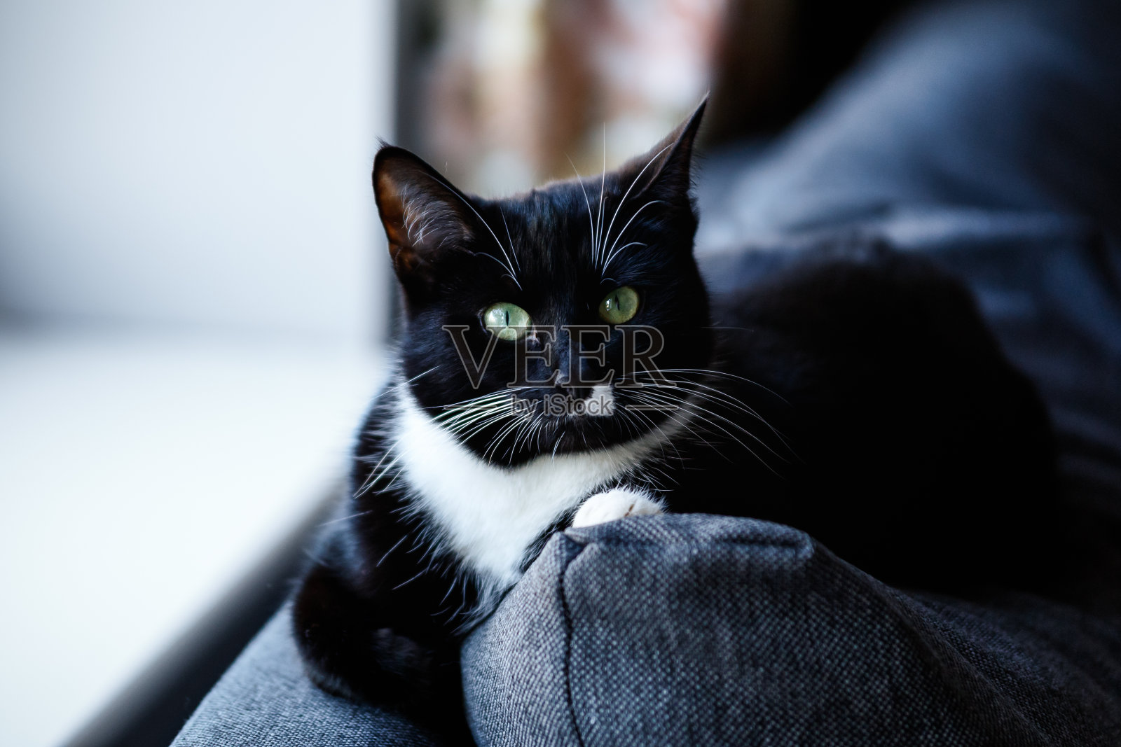 黑白相间的家猫躺在舒适的沙发上照片摄影图片