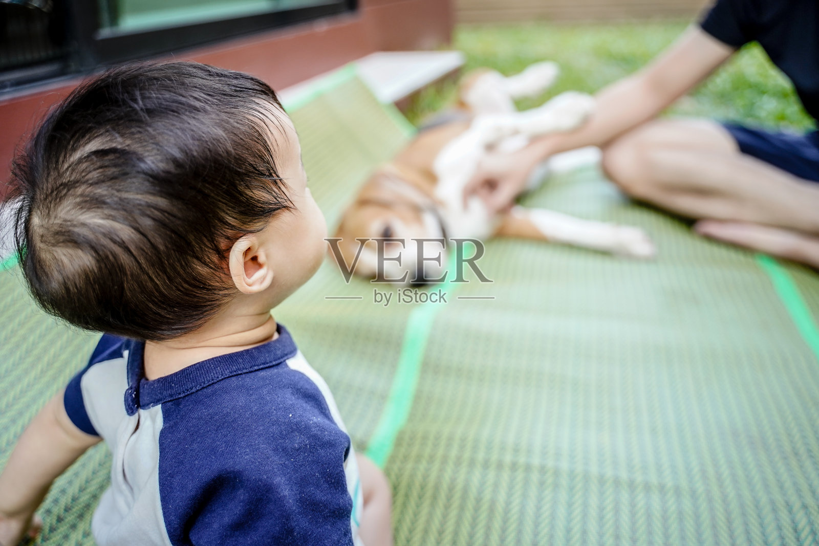 小婴儿回到绿色的垫子和狗柔软模糊的背景，蹒跚学步的孩子玩比格犬在她的后院与她的父亲在家里。家庭和宠物护理理念。照片摄影图片