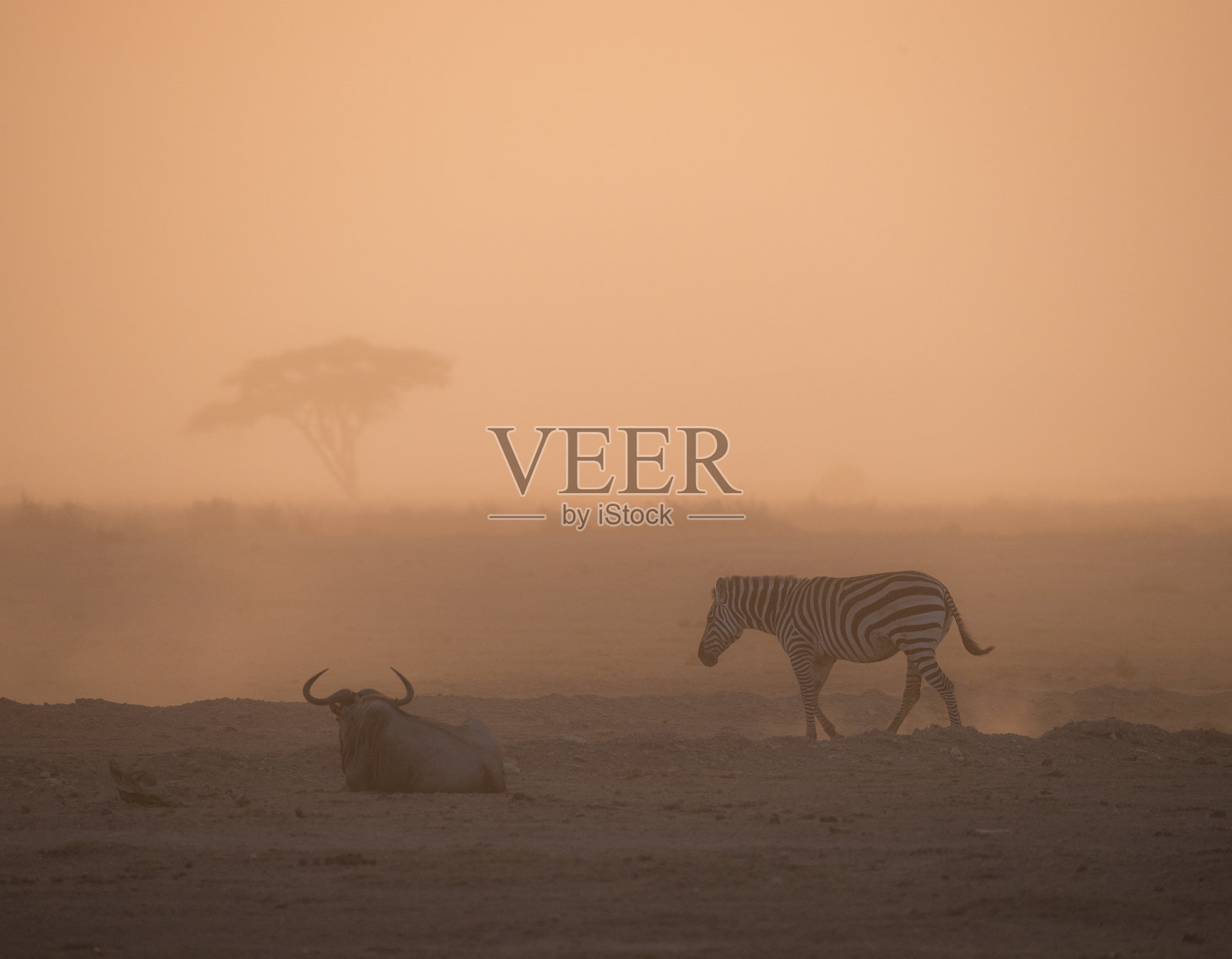 斑马走过尘土飞扬的沙漠，角马在休息照片摄影图片