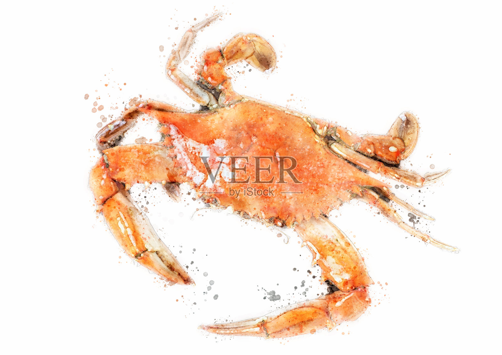 清蒸整只青蟹的水彩画设计元素图片
