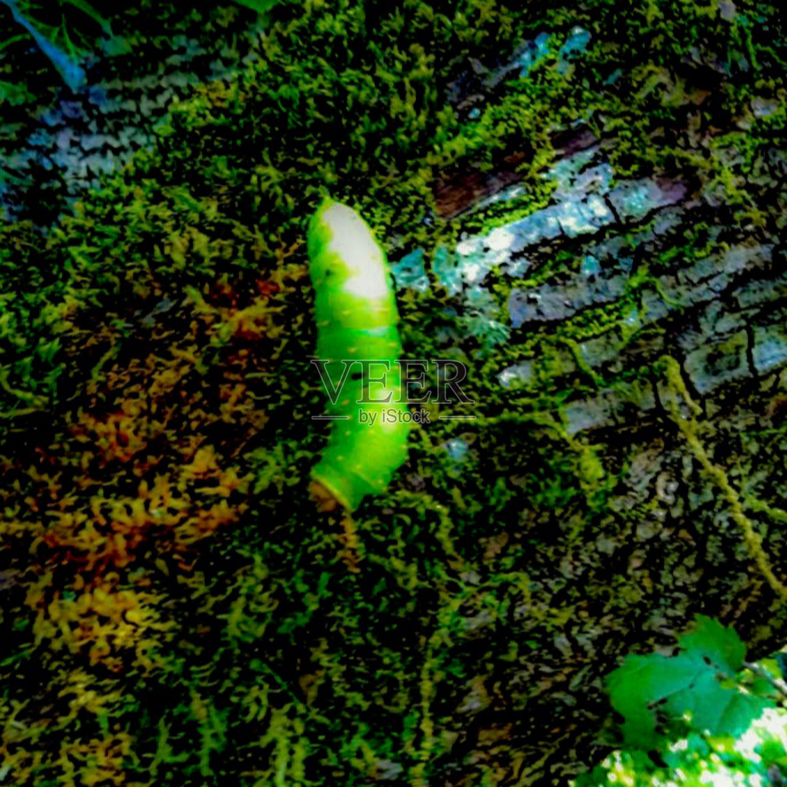 被蚊子覆盖的树干上的石灰绿色发光的蛆照片摄影图片